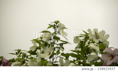 Hibiscus Hibiscus 139815937