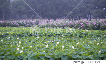 Hibiscus Hibiscus 139815938