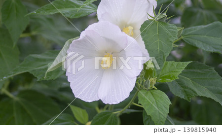 Hibiscus Hibiscus 139815940