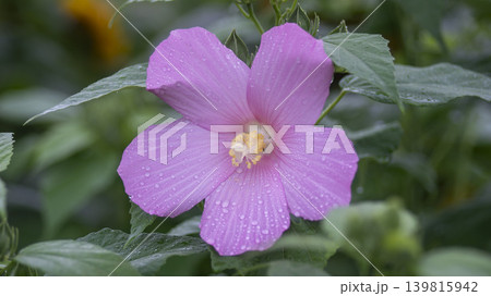 Hibiscus 139815942