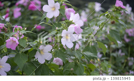 Hibiscus Hibiscus 139815945