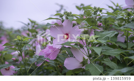 Hibiscus 139815959