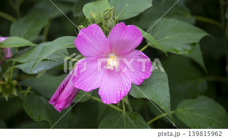 Hibiscus Hibiscus 139815962