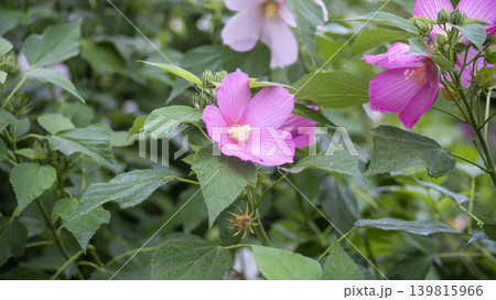 Hibiscus Hibiscus 139815966