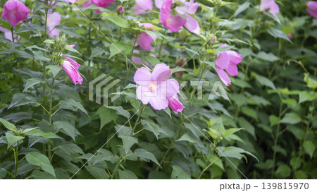 Hibiscus Hibiscus 139815970
