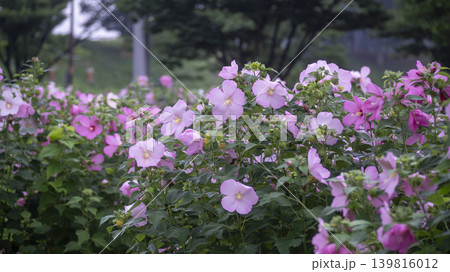 Hibiscus Hibiscus 139816012
