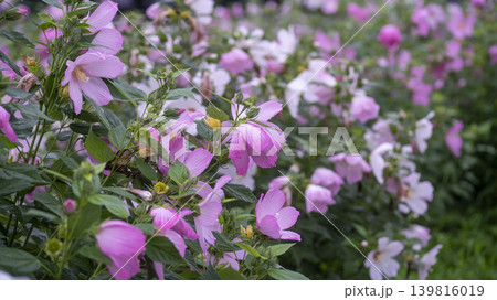 Hibiscus Hibiscus 139816019
