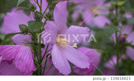 Hibiscus Hibiscus 139816023