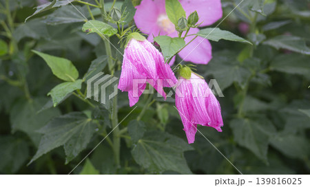 Hibiscus Hibiscus 139816025