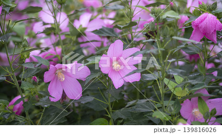 Hibiscus Hibiscus 139816026