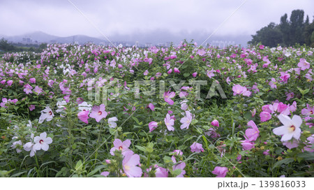 Hibiscus Hibiscus 139816033