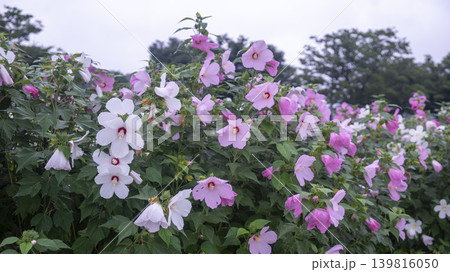 Hibiscus 139816050