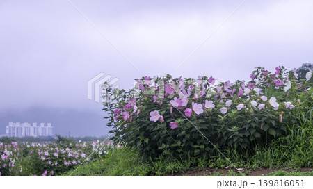 Hibiscus Hibiscus 139816051