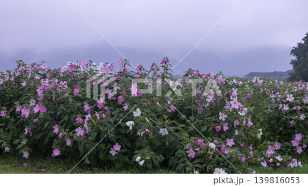 Hibiscus Hibiscus 139816053