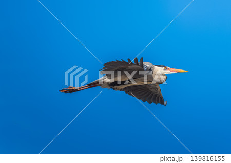 空飛ぶアオサギ 空飛ぶアオサギ 139816155