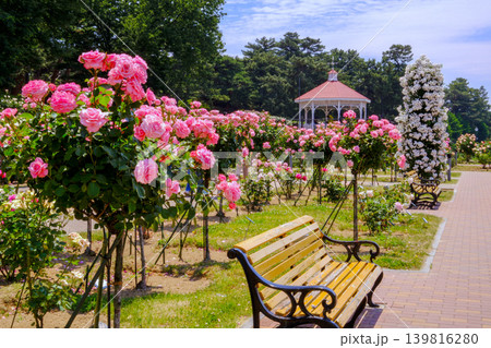 バラが咲く公園のベンチ バラが咲く公園のベンチ 139816280