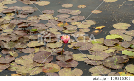 water lily 139816305