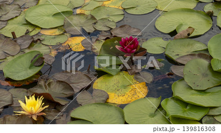 water lily water lily 139816308