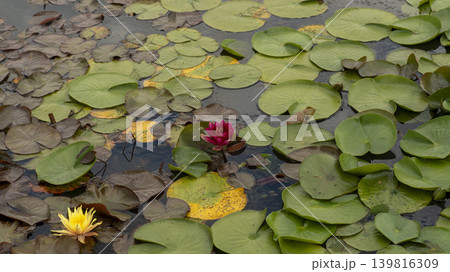 water lily water lily 139816309