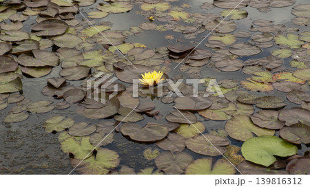 water lily water lily 139816312