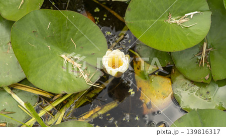 water lily water lily 139816317