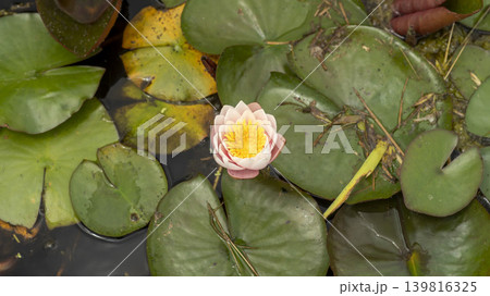 water lily 139816325