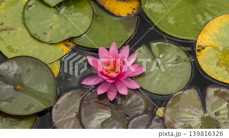 water lily water lily 139816326