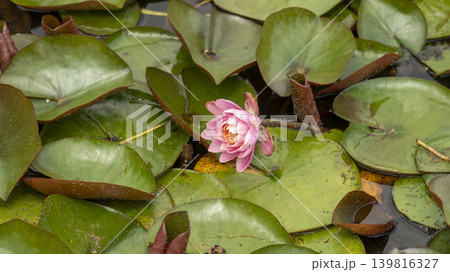 water lily water lily 139816327