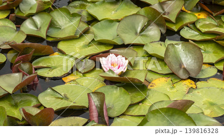 water lily water lily 139816328
