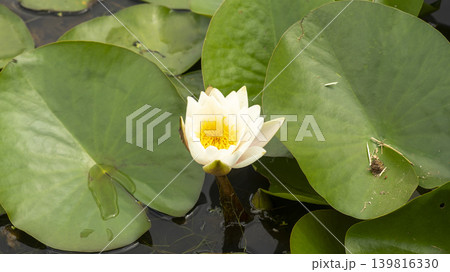 water lily 139816330
