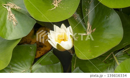 water lily 139816334