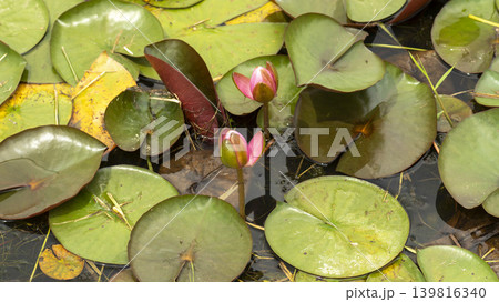water lily 139816340