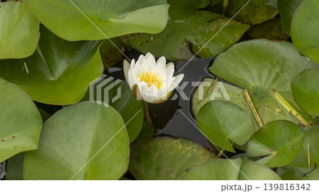 water lily 139816342