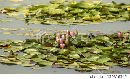 water lily water lily 139816345