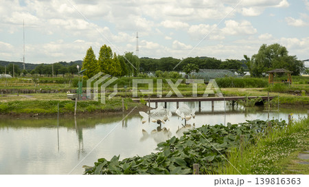water lily 139816363