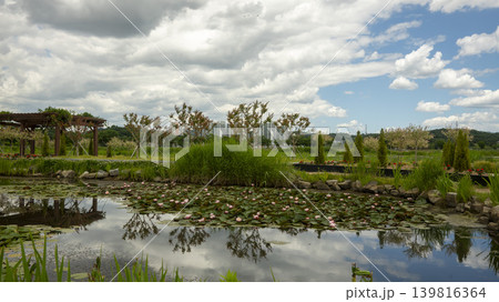 water lily 139816364