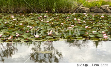 water lily water lily 139816366