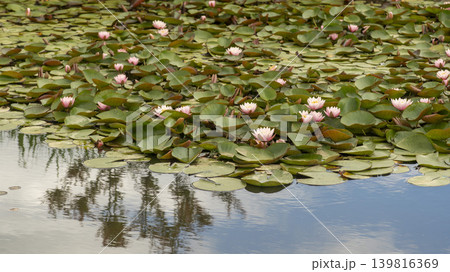 water lily water lily 139816369