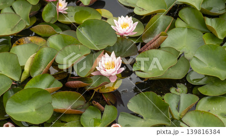 water lily 139816384