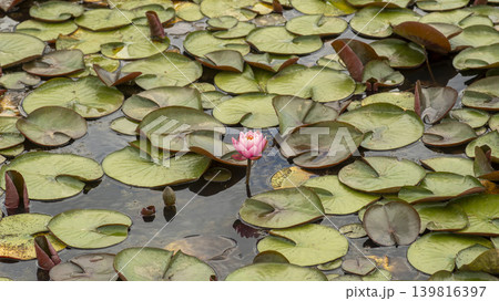 water lily water lily 139816397