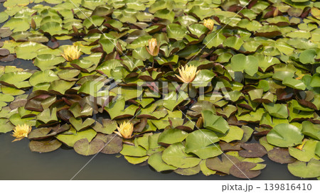 water lily water lily 139816410
