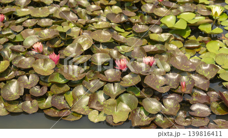 water lily water lily 139816411