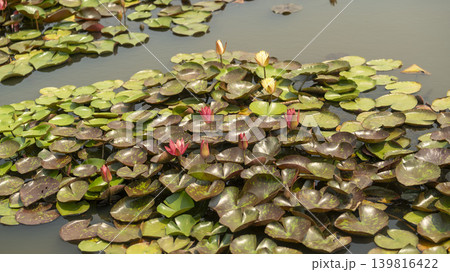 water lily water lily 139816422