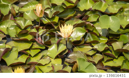 water lily water lily 139816431