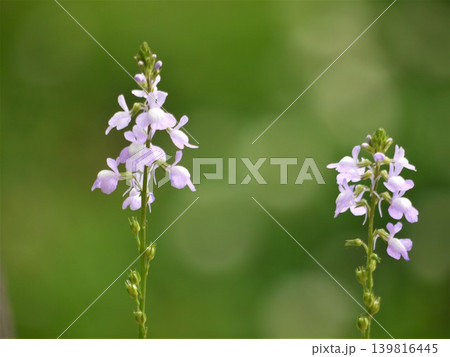 マツバウンランの薄紫色の花 マツバウンランの薄紫色の花 139816445