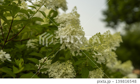 hydrangea hydrangea 139816548