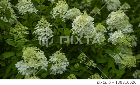 hydrangea hydrangea 139816626