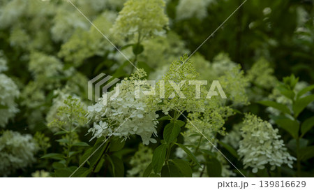 hydrangea hydrangea 139816629