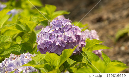 hydrangea hydrangea 139816659