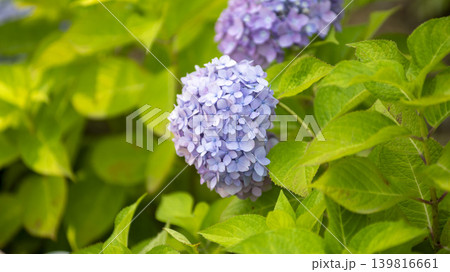 hydrangea hydrangea 139816661